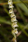 Florida lady's tresses